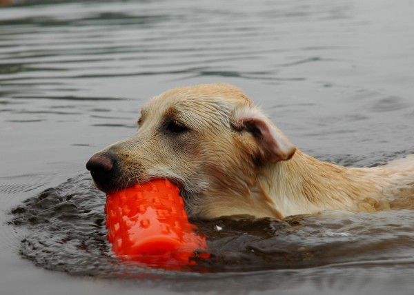 Ruby Retrieving dummy.jpg